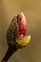 bellissimo magnolia fiori con acqua goccioline foto