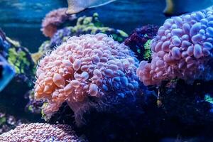 corallo macro plerogira sinuosa foto