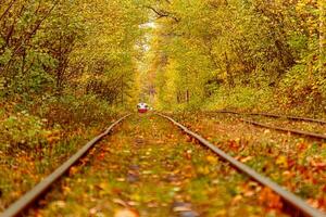 autunno foresta attraverso quale un vecchio tram cavalcate Ucraina foto