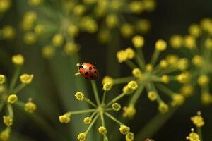 coccinelle su giallo fiori nel il giardino nel estate. coccinelline latreille. foto