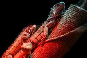 bellissimo iguana lucertola foto