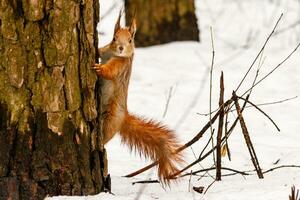 bellissimo scoiattolo su il neve mangiare un' Noce foto