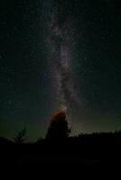 il latteo modo al di sopra di il albero nel il buio cielo foto