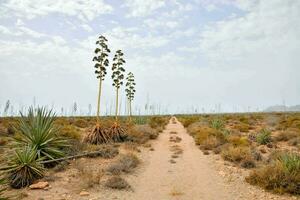 un' sporco strada nel il deserto con alto impianti foto