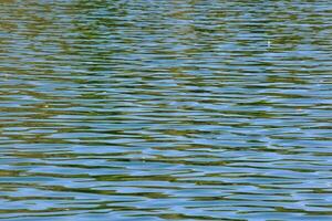 un' uccello volante al di sopra di il acqua nel un' lago foto