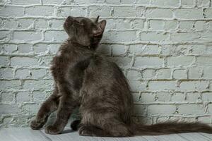 bellissimo grigio gatto su un' mattone parete sfondo foto