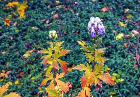 avvicinamento Visualizza di cremoso bianca e viola colorato incappucciato fiori di Aconitum cammarum monaco bicolor o Aconitum napellus, cappuccio di monaco, aconito, scaccialupo su alto buio verde lucido fogliame. foto