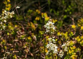 thunbergi eadowsweet o spiraea thunbergi fiori. Rosaceae deciduo arbusto. a partire dal marzo per Maggio, piccolo bianca fiori con 5 petali siamo mettere su il totale ramo. foto