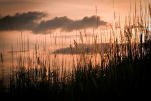 silhouette di erba su tramonto sfondo. selettivo messa a fuoco. foto