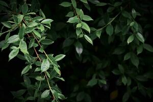 buio verde foglia sfondo, buio tono, piccolo foglie, tropicale foglie, buio verde foglia sfondo. foto