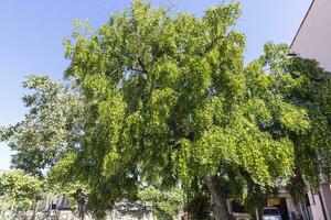 immagine di un' grande fruttifero oliva albero nel estate foto