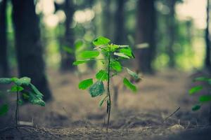 primo piano di una piccola pianta che si illumina nella foresta foto