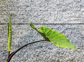 foglie giganti di alocasia e muro di cemento grigio foto