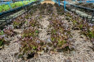 biologico agricoltura rosso quercia lattuga su suolo foto