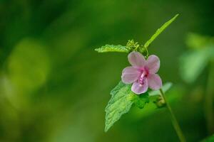 urena lobata o rosa pulutan fiori fioritura meravigliosamente nel il foresta foto