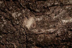 deciduo albero abbaio. strutturale sfondo foto