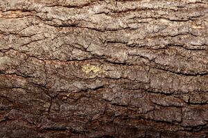 deciduo albero abbaio. strutturale sfondo foto