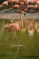 americano fenicottero Phoenicopterus ruber uccello foto