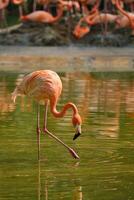 americano fenicottero Phoenicopterus ruber uccello foto