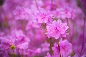 rododendro mucronulatum coreano rododendro fiore foto