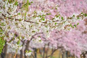 fioritura sakura ciliegia fiorire foto