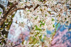 fioritura sakura ciliegia fiorire foto