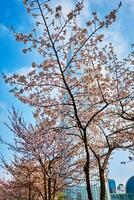 fioritura sakura ciliegia fiorire vicolo nel parco foto