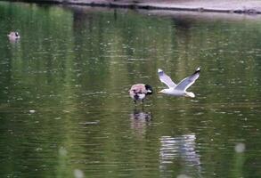 carino uccelli nel un' giardino foto