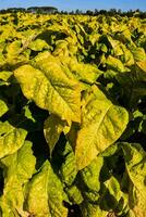 un' tabacco campo con giallo le foglie foto