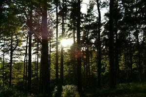 un' sole splendente attraverso alberi foto