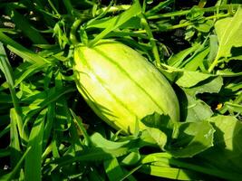 un' verde anguria è seduta nel il erba foto