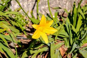 un' giallo fiore è in crescita nel il erba foto