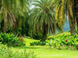 bellissimo impianti nel il tailandese botanico giardino. foto