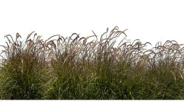 in crescita viola erba nel un' campo contro un' bianca sfondo foto