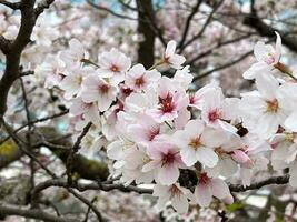 fioritura ciliegia albero vicino su Visualizza foto