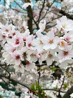 fioritura ciliegia albero vicino su Visualizza foto