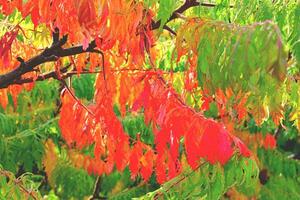 autunno sfondo rosso foto