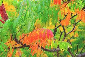 autunno sfondo rosso foto