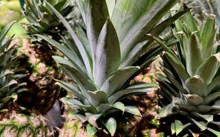 vicino su spinoso ananas verde le foglie nel supermercato interno fotografia. foto