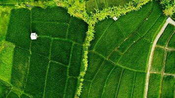 un' verde campo con albero e sentiero foto