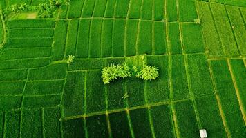 un' verde campo con albero foto