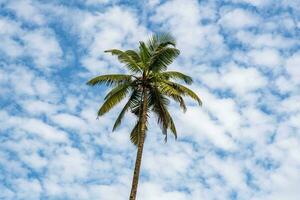 Noce di cocco alberi palme contro il blu cielo di India foto