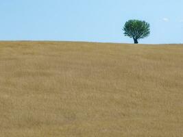 lavanda campo - valentino, Francia foto