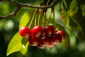 estate ciliegia brunch sospeso su albero. creare ai foto