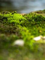 freschezza verde muschio quello cresce su umido terra accanto il acqua fonte foto