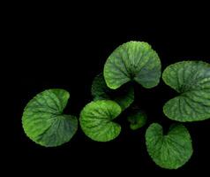 verde le foglie di viola pianta su nero sfondo foto