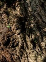 vecchio fessure, rughe e distorsioni su il tronco di il antico tamarindo albero foto