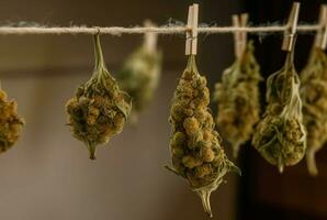marijuana baccelli essiccazione aria pianta. creare ai foto