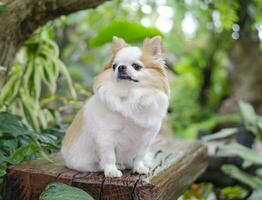 ritratto di lungo dai capelli chihuahua. piccolo cane seduta su di legno panchina nel giardino sfocato sfondo foto