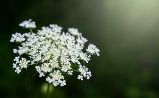 bianca Fiore di campo su un' buio verde sfondo. naturale sfondo. avvicinamento. copia spazio. selettivo messa a fuoco. foto